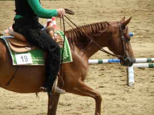 Free Horse Horseback Riding photo and picture