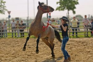 Free Horse Equestrian photo and picture