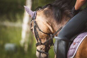 Free Ride Equestrian photo and picture