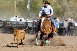 Free Rodeo Horse photo and picture